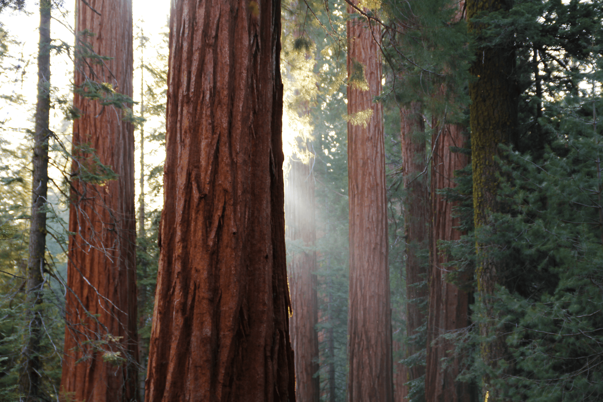 Sequoia National Park- Best Places to Visit in the US