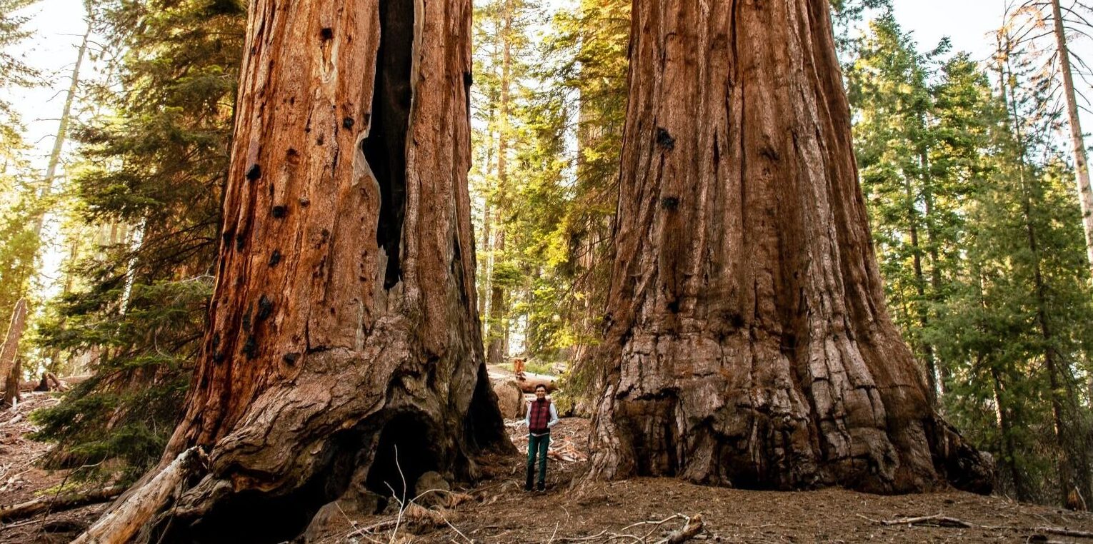 Sequoia National Park