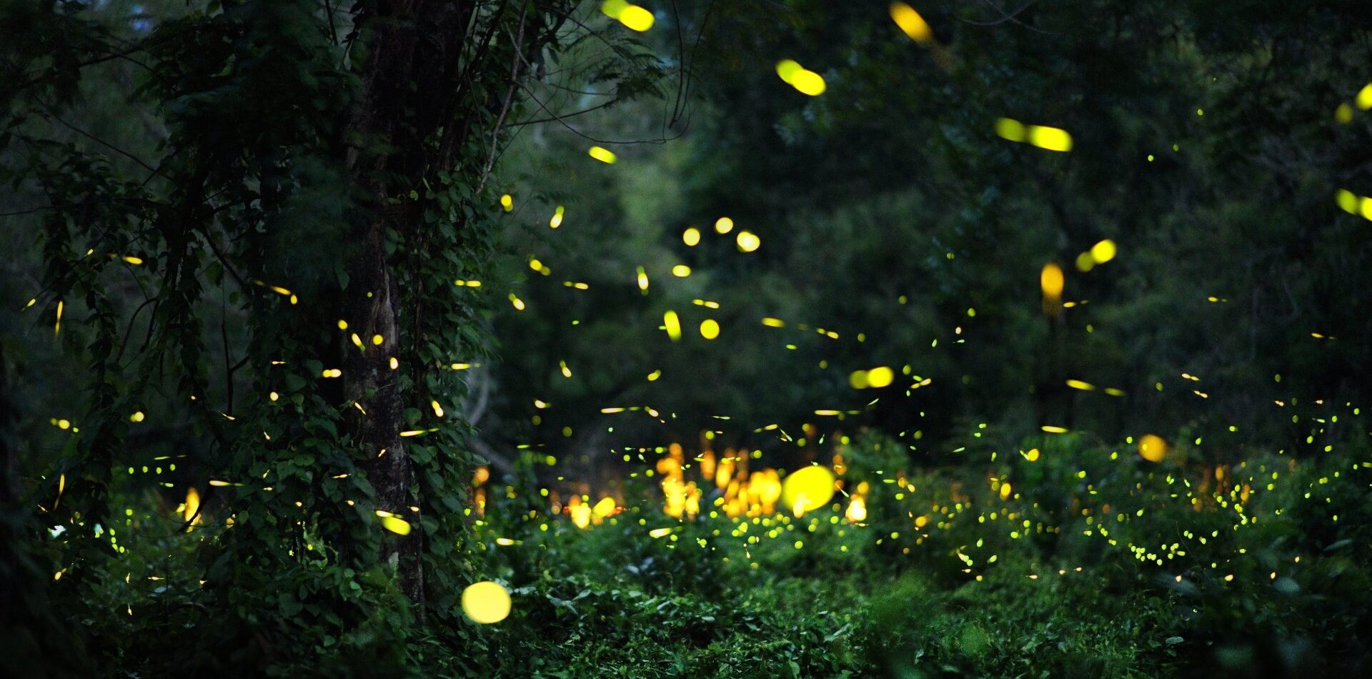 Fireflies in Congaree National Park