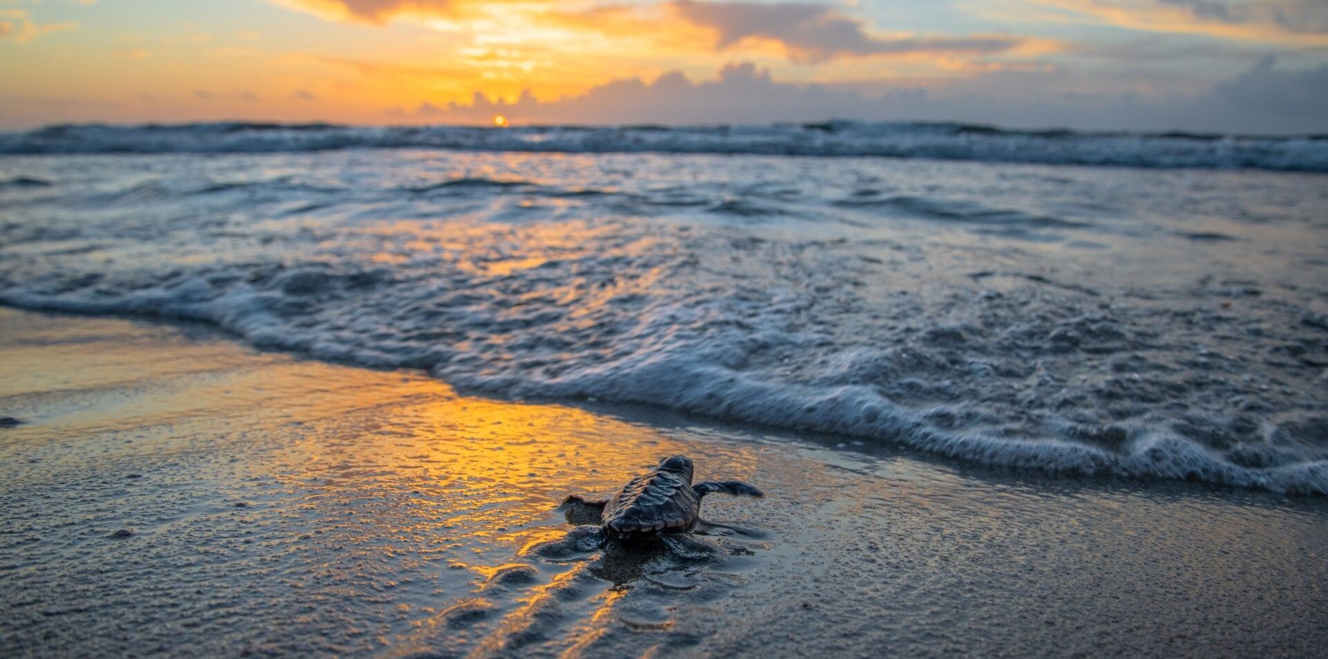 Hatchlings making their way to the sea