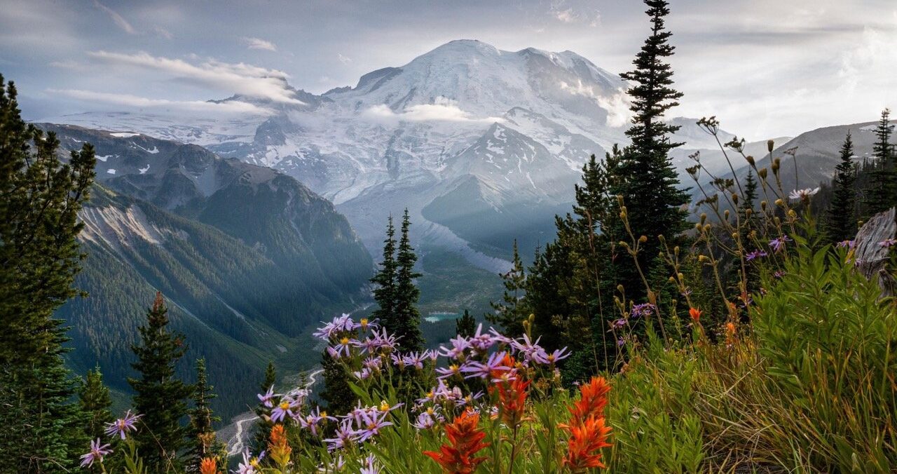 Mt. Rainier Super Bloom