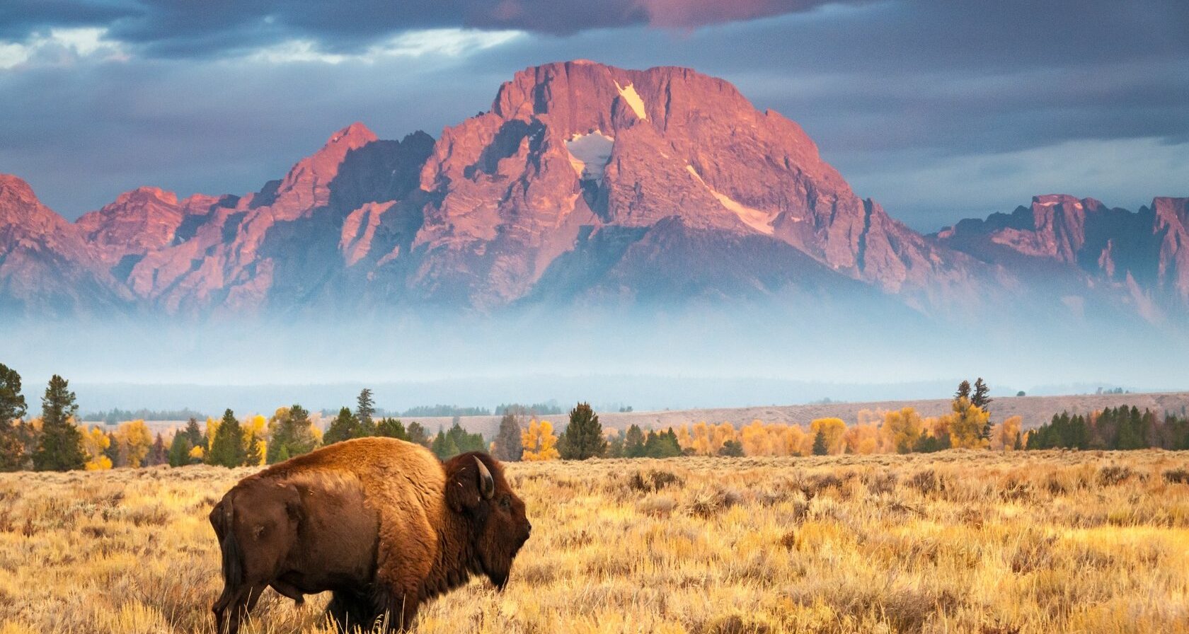 Bison in autumn