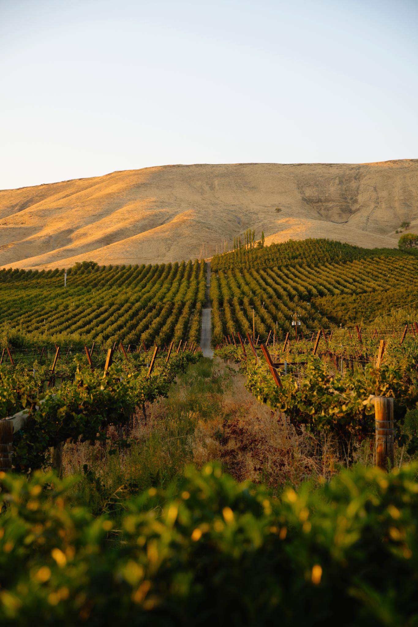 Walla Walla Wine County in Washington